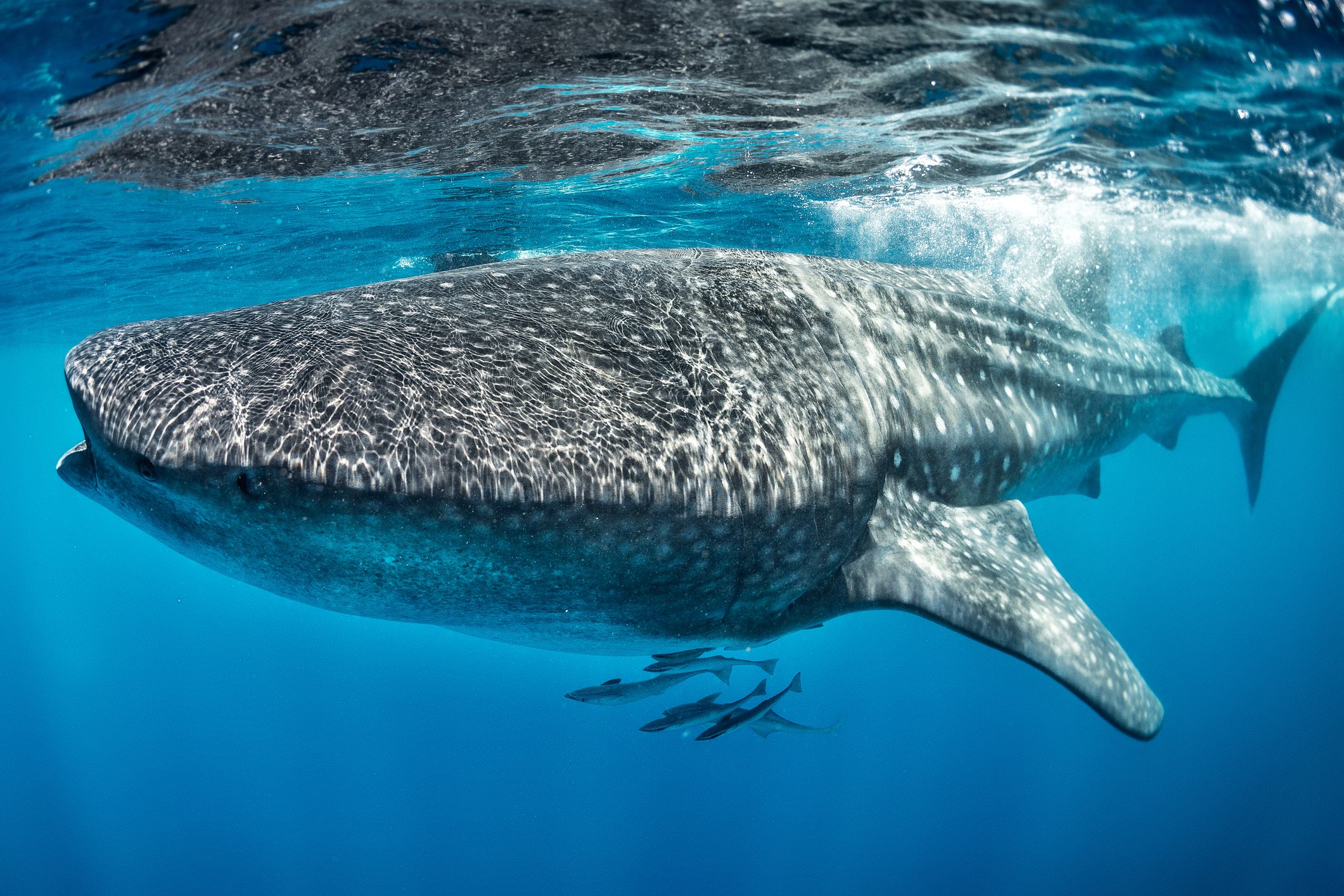 Huge whale shark swimming in the sea