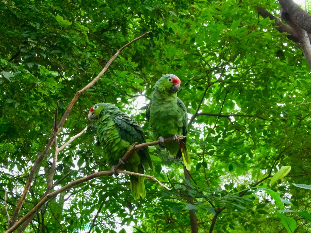 Cuyabeno Reserve